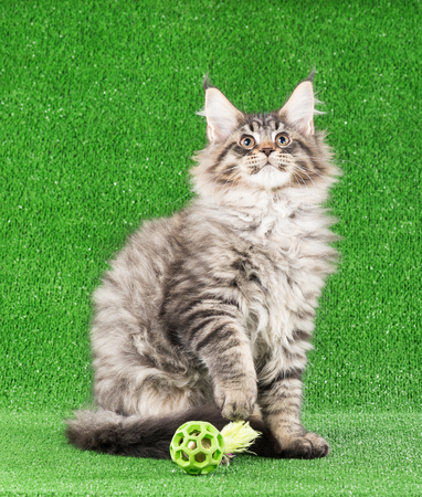 Maine Coon kitten with toy ball over green grass backgroundの写真素材
