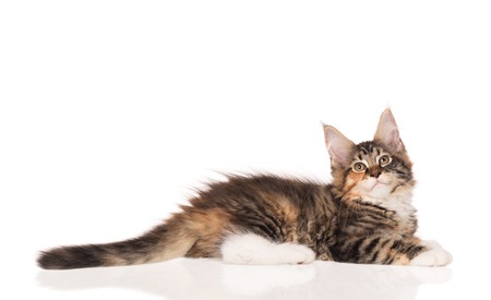 Fluffy Maine Coon kitten isolated over white backgroundの写真素材