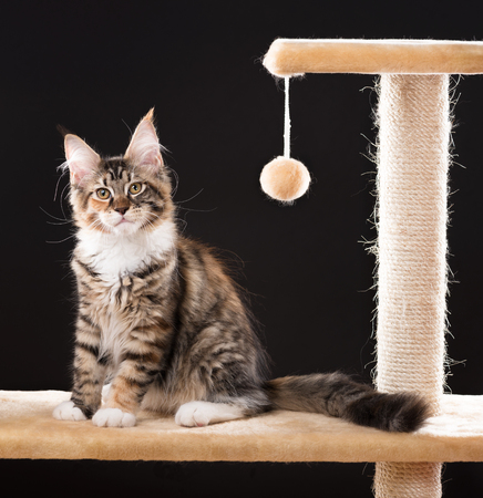 Maine Coon kitten on the scratching-stone over black backgroundの写真素材