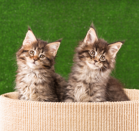 Maine Coon kittens on the scratching-stone over green grass backgroundの写真素材