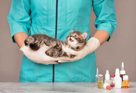 Veterinary survey of cute little kitten over grey backgroundの写真素材