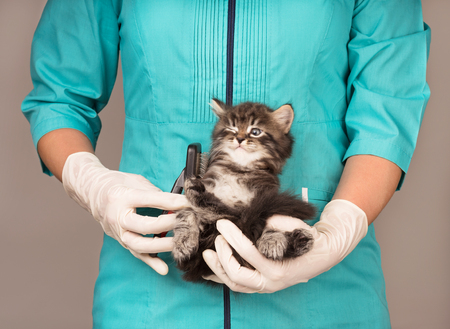 Veterinary survey of cute little kitten over grey backgroundの写真素材