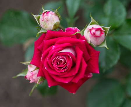 Fresh red rose with leaves over green backgroundの写真素材