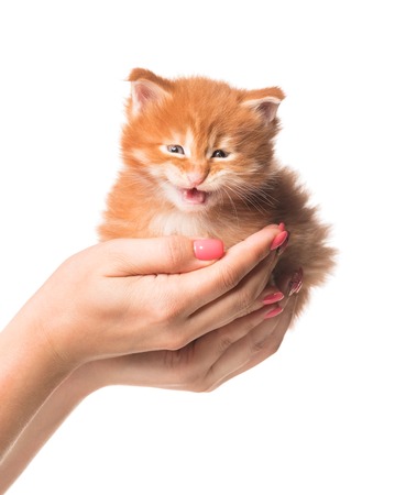 Fluffy Maine Coon kitten on the female hand isolated over white backgroundの写真素材