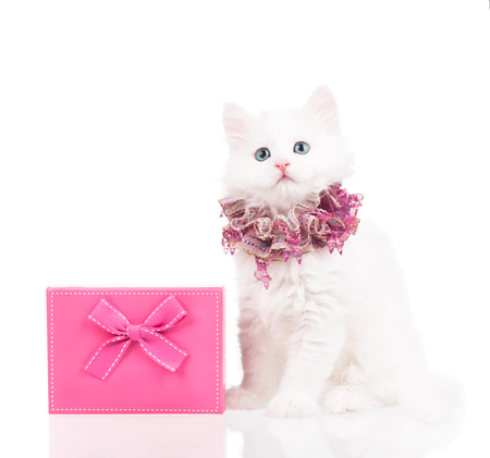 Cute fluffy kitten with gift box isolated over white backgroundの写真素材