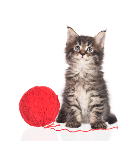 Maine Coon kitten with yarn ball toy isolated over white backgroundの写真素材