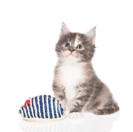 Maine Coon kitten with toy mouse isolated over white backgroundの写真素材