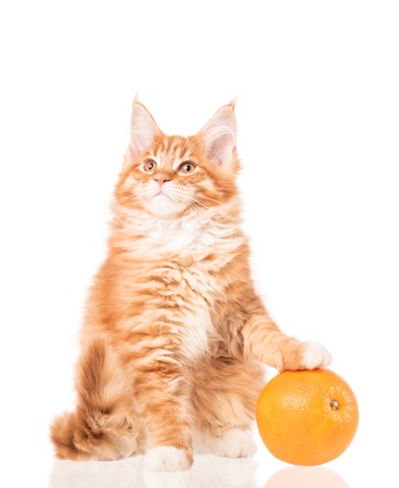 Fluffy Maine Coon kitten with fresh orange fruit isolated over white backgroundの写真素材