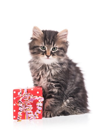 Cute fluffy kitten with gift box isolated over white backgroundの写真素材