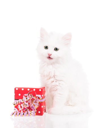 Cute fluffy kitten with gift box isolated over white backgroundの写真素材