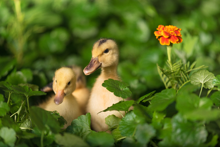 Cute little duckling over green grass backgroundの写真素材