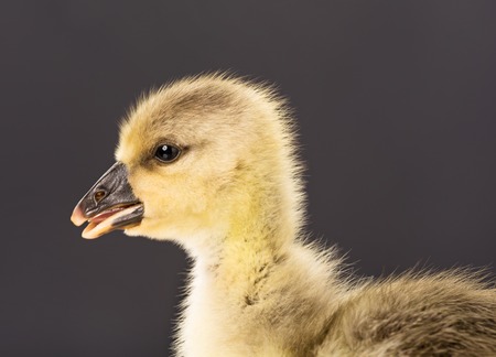 Cute little gosling isolated over white backgroundの写真素材