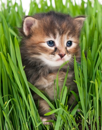 Cute little kitten in the bright green grass over white backgroundの写真素材