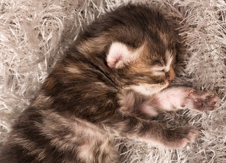 Asleep newborn siberian kitten on a warm knitted grey sweaterの写真素材