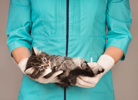 Veterinary survey of cute little kitten over grey backgroundの写真素材