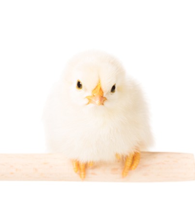 Cute newborn chicken on the perch isolated over white backgroundの写真素材