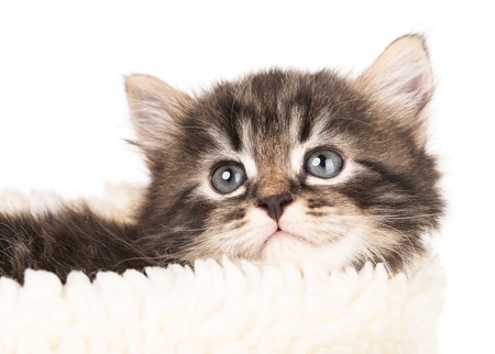 Cute newborn kitten in a warm knitted sweater isolated over white backgroundの写真素材