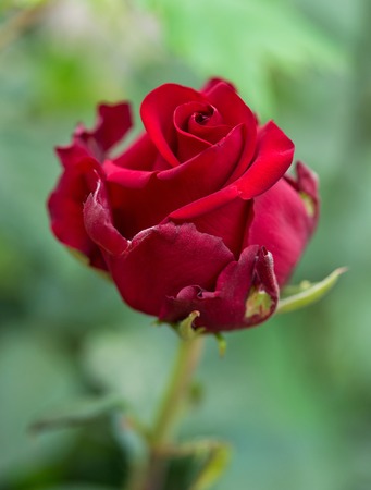 Fresh red rose with leaves over green backgroundの写真素材