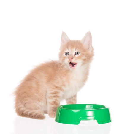 Cute Maine Coon kitten with food plate isolated over white backgroundの写真素材