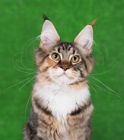 Cute Maine Coon kitten portrait over bright green grass backgroundの写真素材
