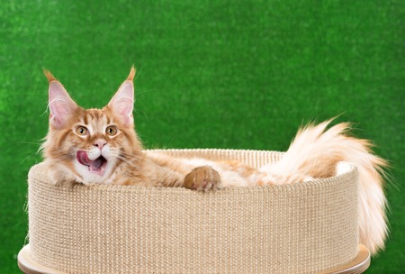 Maine Coon kitten on the scratching-stone over green grass backgroundの写真素材
