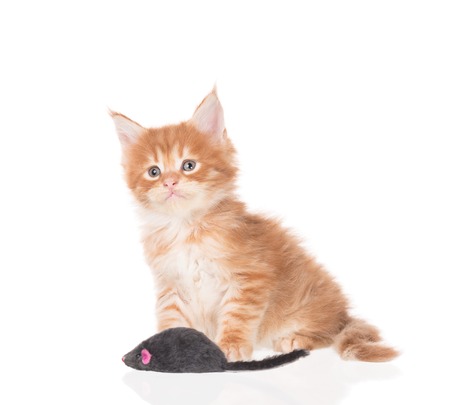 Maine Coon kitten with toy mouse isolated over white backgroundの写真素材
