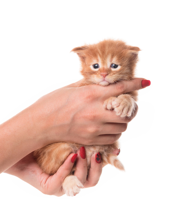 Fluffy newborn Maine Coon kitten on the female hand isolated over white backgroundの写真素材