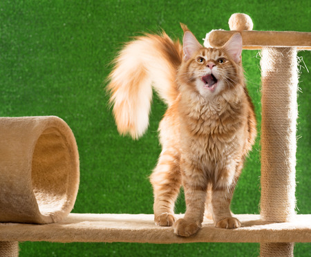 Maine Coon kitten on the scratching-stone over green grass backgroundの写真素材