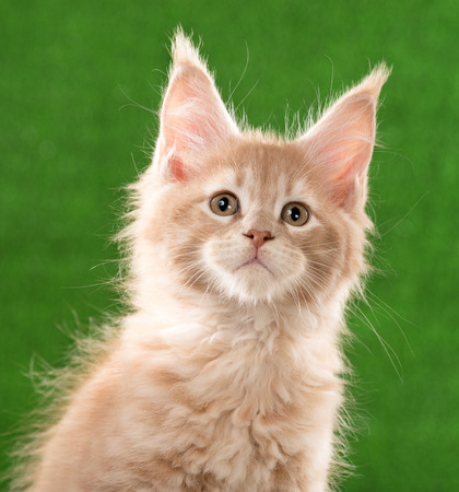Portrait of Maine Coon kitten over green grass backgroundの写真素材