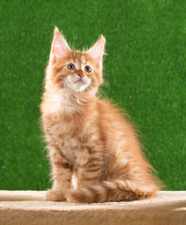 Maine Coon kitten on the scratching-stone over green grass backgroundの写真素材