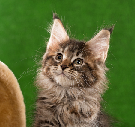 Portrait of Maine Coon kitten over green grass backgroundの写真素材