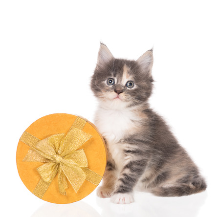 Fluffy Maine Coon kitten with a gift-box isolated over white backgroundの写真素材