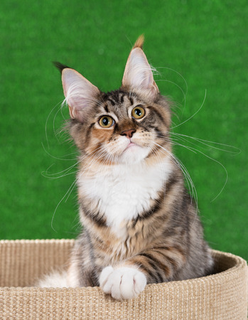 Maine Coon kitten on the scratching-stone over green grass backgroundの写真素材