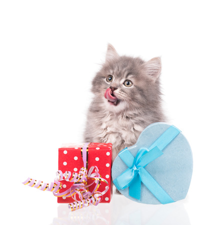 Cute fluffy kitten with gift box isolated over white backgroundの写真素材