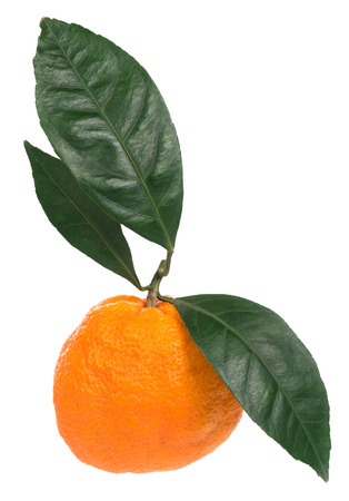 Fresh ripe tangerine with young leaves isolated over white backgroundの写真素材