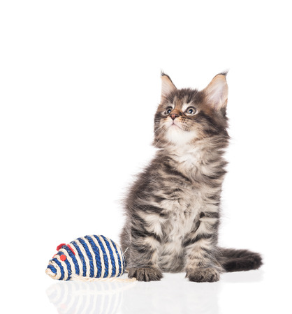 Maine Coon kitten with toy mouse isolated over white backgroundの写真素材