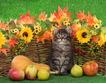 Cute Maine Coon kitten on the decorative wattle fence over bright green backgroundの写真素材