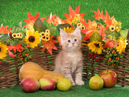 Cute Maine Coon kitten on the decorative wattle fence over bright green backgroundの写真素材