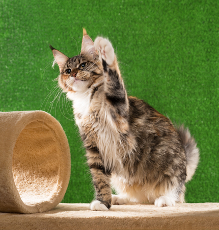 Maine Coon kitten on the scratching-stone over green grass backgroundの写真素材
