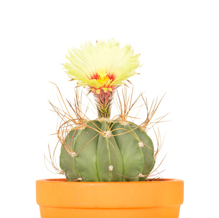 Bright cactus flower in the flowerpot isolated over white backgroundの写真素材