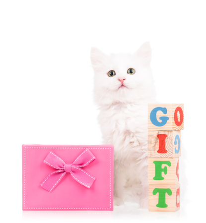 Cute fluffy kitten with gift box isolated over white backgroundの写真素材