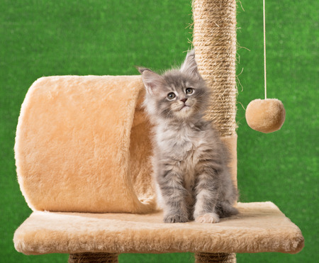 Maine Coon kitten on the scratching-stone over green grass backgroundの写真素材