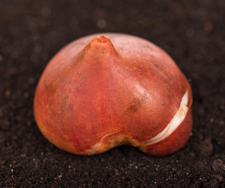 Young tulip bulb over organic soil backgroundの写真素材