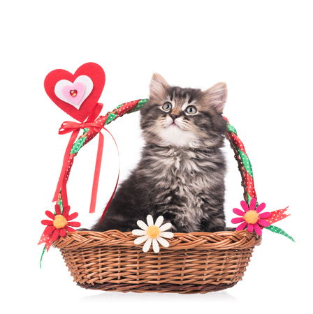 Cute fluffy kitten in the festive wicker basket isolated over white backgroundの写真素材