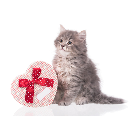 Cute fluffy kitten with gift box isolated over white backgroundの写真素材