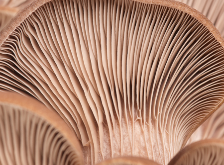 Fresh oyster mushroom with lamellar fungus texture close-up