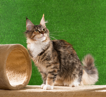 Maine Coon kitten on the scratching-stone over green grass backgroundの写真素材