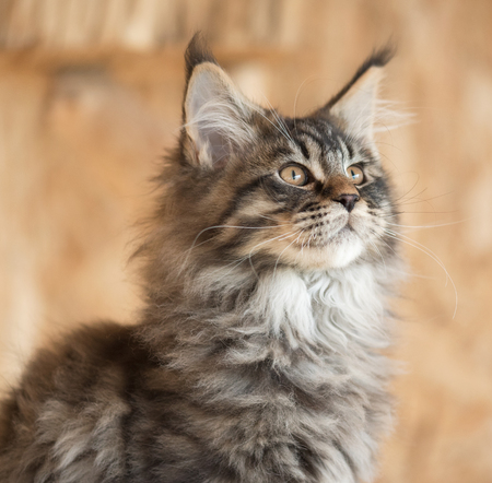 Cute Maine Coon kitten on the stump in the open-air cageの写真素材