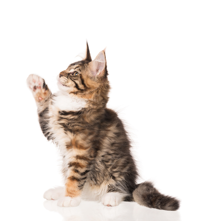 Fluffy Maine Coon kitten isolated over white backgroundの写真素材