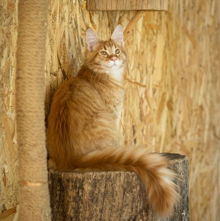 Cute Maine Coon kitten on the stump in the open-air cageの写真素材